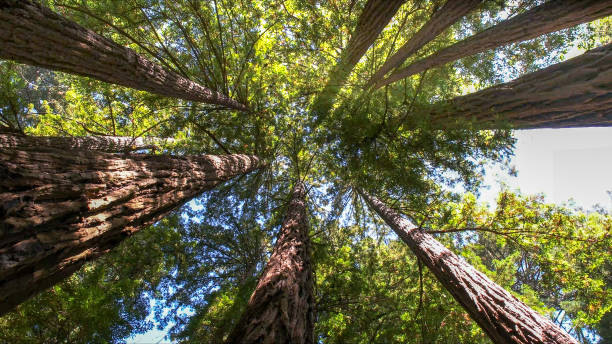 Best Tree Disease Treatment  in Richton Park, IL