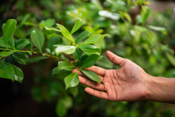 How Our Tree Care Process Works  in  Richton Park, IL