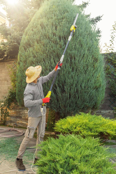 Reliable Richton Park, IL Tree Services Solutions